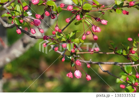 ハナカイドウ・2026年3月 138333532