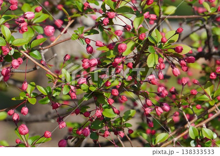 ハナカイドウ・2026年3月 138333533