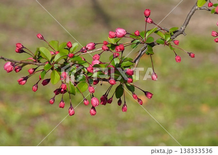 ハナカイドウ・2026年3月 138333536