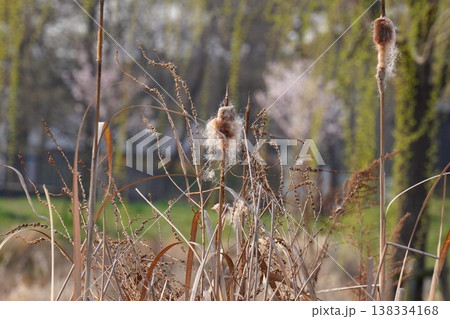綿毛状になったガマの穂・2026年3月　 138334168