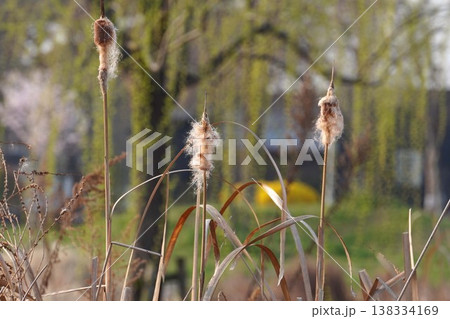 綿毛状になったガマの穂・2026年3月　 138334169