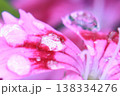 雫が彩るピンクの花びら(マクロ) 138334276