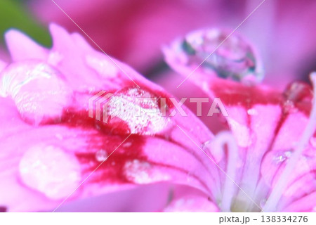 雫が彩るピンクの花びら(マクロ) 雫が彩るピンクの花びら(マクロ) 138334276