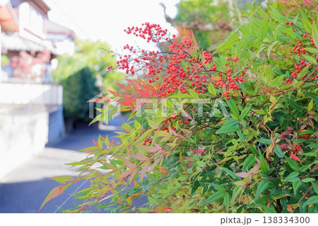 鮮やか　赤いナンテンの実 138334300