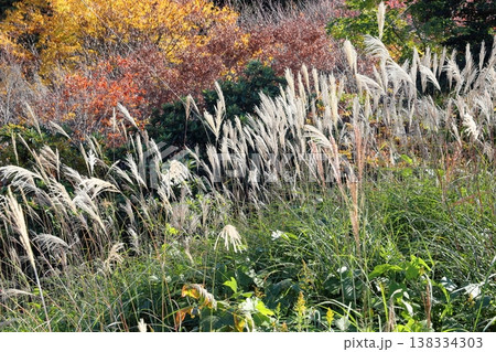 輝　ススキ花穂　秋の七草 138334303