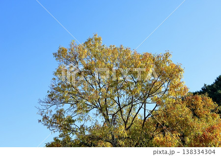 爽やか　色づくクヌギの葉　黄葉 138334304