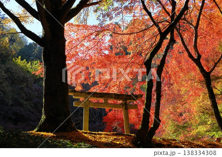 鮮やか　陽だまりの紅葉　イロハモミジ 138334308