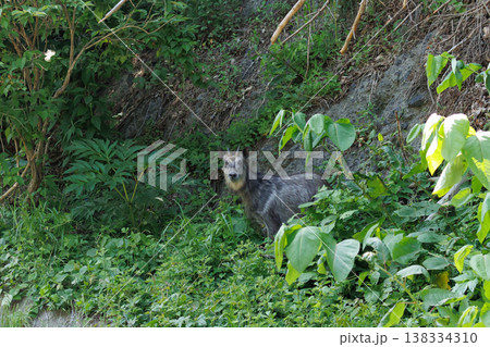 下北半島のカモシカ（青森県脇野沢） 138334310