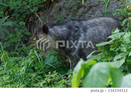 天然記念物カモシカ（青森県脇野沢） 138334312