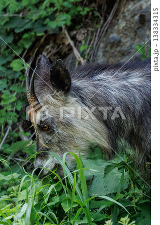 草を食べるカモシカ（青森県脇野沢） 138334315