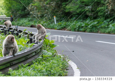 世界で最も北に生息しているサル（青森県） 138334319