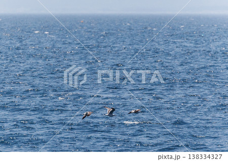 陸奥湾を渡る海鳥（青森県） 138334327