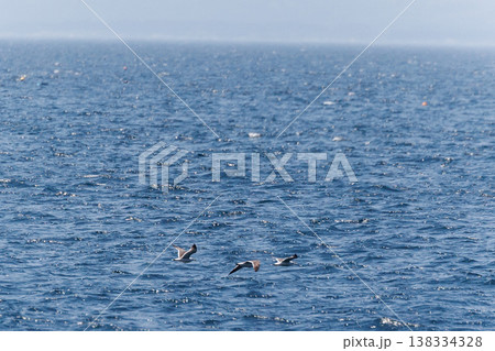 陸奥湾を渡るウミネコ(青森県) 陸奥湾を渡るウミネコ(青森県) 138334328