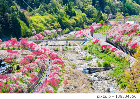 阿智村・花桃の里 138334356