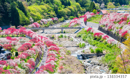阿智村・花桃の里 阿智村・花桃の里 138334357