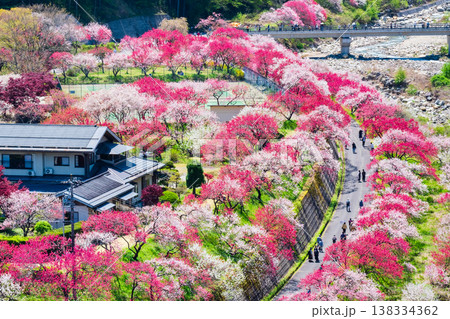 阿智村・花桃の里 138334362