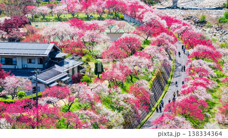 阿智村・花桃の里 138334364