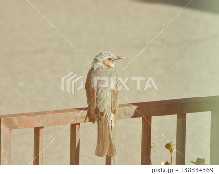 柵に止まる野鳥のヒヨドリ 柵に止まる野鳥のヒヨドリ 138334369
