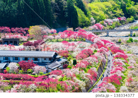 阿智村・花桃の里 138334377