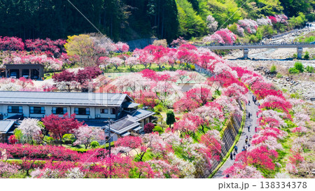 阿智村・花桃の里 138334378