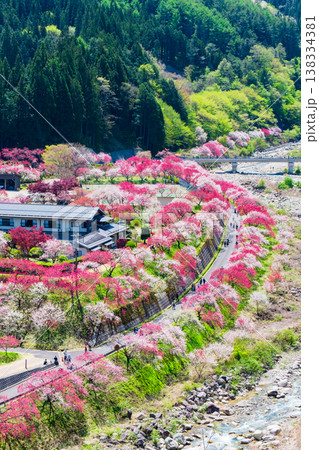 阿智村・花桃の里 138334381