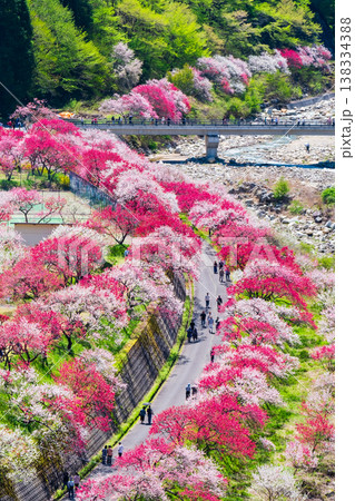 阿智村・花桃の里 138334388