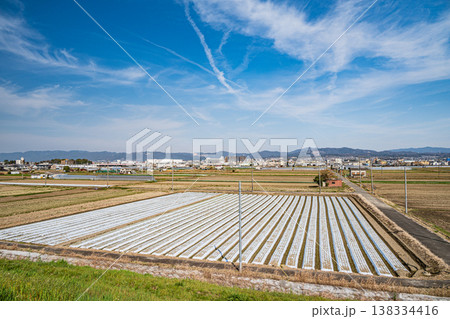 久御山町の田園風景 京都府久世郡久御山町 久御山町の田園風景 京都府久世郡久御山町 138334416
