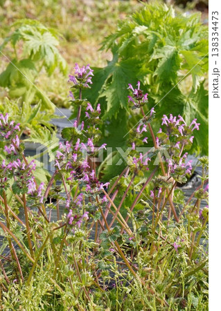 ホトケノザのピンクの花・2026年3月　 138334473