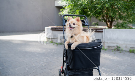 Cute spitz dog in pet stroller outdoors. Cute spitz dog in pet stroller outdoors. 138334556