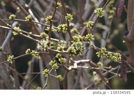 少しずつ花色が見えてくるハナズオウの蕾・2026年3月 138334595