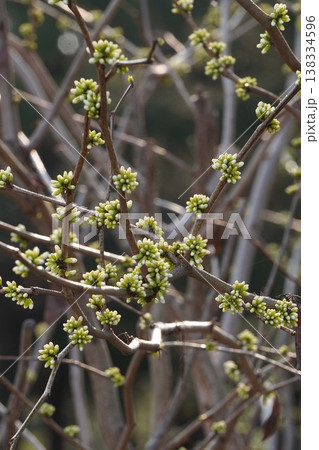 少しずつ花色が見えてくるハナズオウの蕾・2026年3月 少しずつ花色が見えてくるハナズオウの蕾・2026年3月 138334596