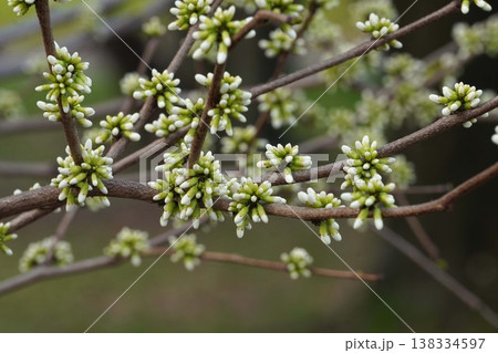 少しずつ花色が見えてくるハナズオウの蕾・2026年3月 138334597
