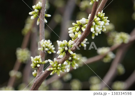 少しずつ花色が見えてくるハナズオウの蕾・2026年3月 少しずつ花色が見えてくるハナズオウの蕾・2026年3月 138334598