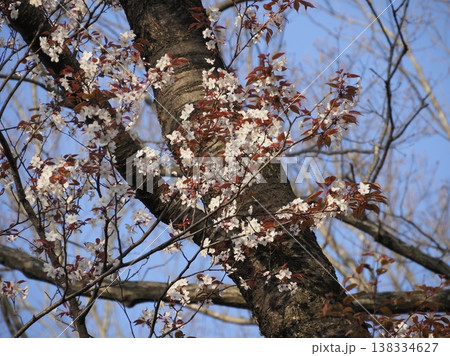 春晴れにヤマザクラ 春晴れにヤマザクラ 138334627