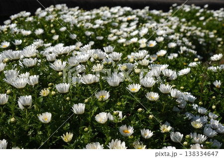 満開のノースポールの白い花・2026年3月 138334647