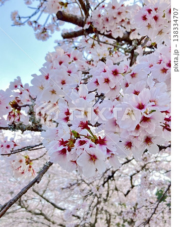 満開の桜と青空の春風景|ソメイヨシノの花アップ 満開の桜と青空の春風景|ソメイヨシノの花アップ 138334707