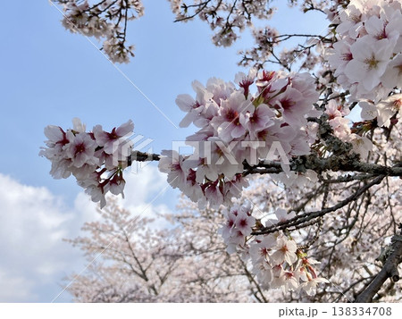 青空と満開の桜の枝｜ソメイヨシノの花を見上げる春の自然風景 138334708