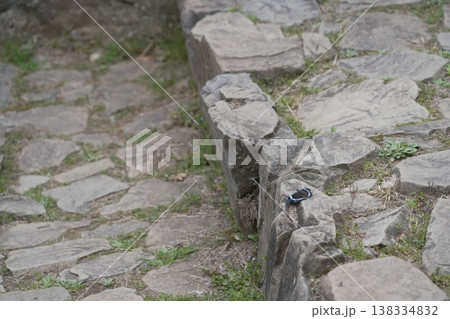 八王子城跡のルリタテハ 八王子城跡のルリタテハ 138334832