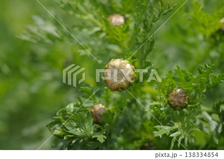 春菊 蕾 春菊 蕾 138334854