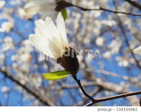 開き始めるコブシの花(20260327150439) 開き始めるコブシの花(20260327150439) 138334862