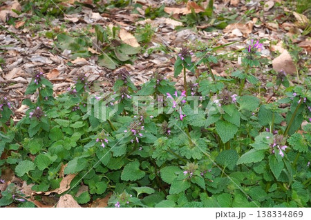 ヒメオドリコソウの小さな花 138334869