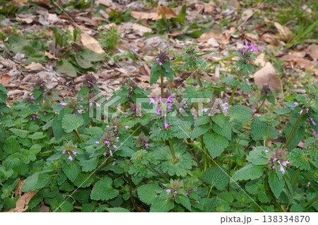 ヒメオドリコソウの小さな花 ヒメオドリコソウの小さな花 138334870