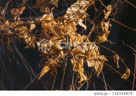冬の森 枯れた野草に日差しがあたる01 冬の森 枯れた野草に日差しがあたる01 138334874