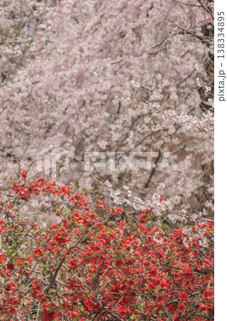 春らんまん 桜とボケの花 春らんまん 桜とボケの花 138334895