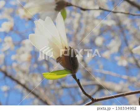 開き始めるコブシの花（afli20260327150439） 138334902