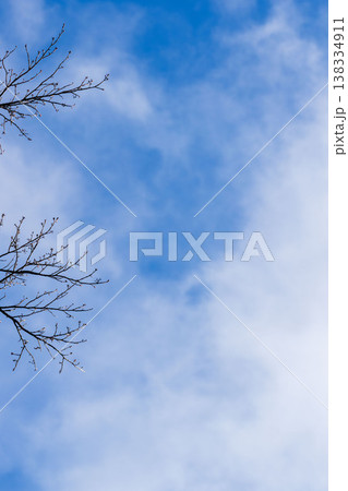 早春の山から見上げた青空と雲と樹木04 138334911