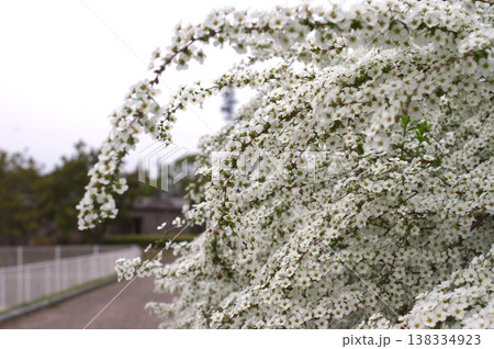 街並みを背景に白い花を咲かせたユキヤナギ 満開の春 街並みを背景に白い花を咲かせたユキヤナギ 満開の春 138334923