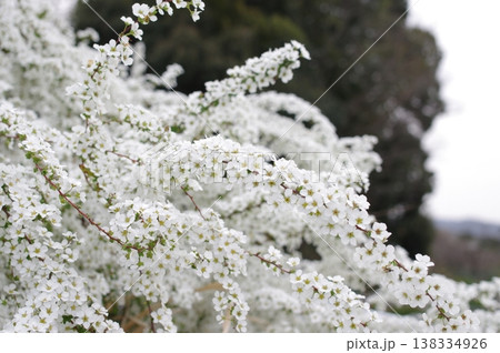 緑の木々を背景に白く輝くユキヤナギ 満開の春の彩り 緑の木々を背景に白く輝くユキヤナギ 満開の春の彩り 138334926