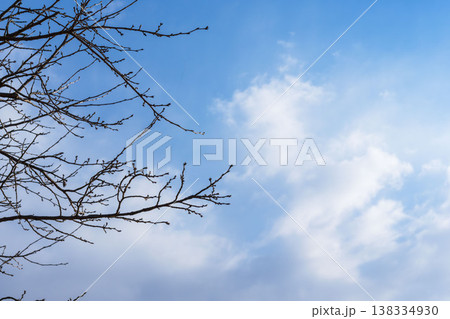 冬の風景　空と雲と枝03 138334930