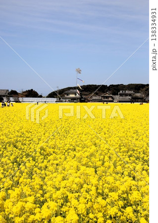福岡県古賀市の筵内菜の花公園 138334931